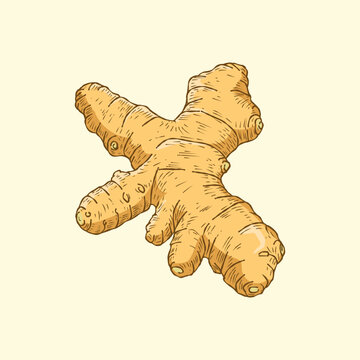 Handdrawn Ginger Root Illustration