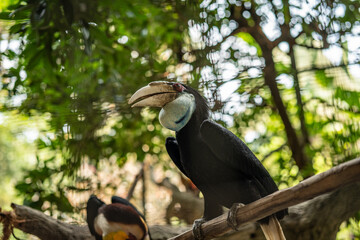 Hornbill Perched on Tree Branch in Tropical Aviary, Exotic Bird with Large Curved Beak in Natural Forest Habitat, Wildlife Photography, Avian Conservation, Nature, Ecotourism, Tropical Bird Portrait © Oyex