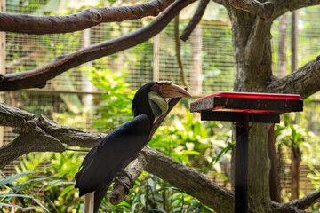 Hornbill Perched on Tree Branch in Tropical Aviary, Exotic Bird with Large Curved Beak in Natural Forest Habitat, Wildlife Photography, Avian Conservation, Nature, Ecotourism, Tropical Bird Portrait © Oyex