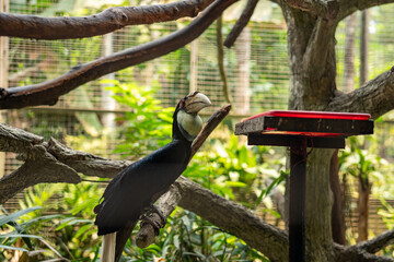 Hornbill Perched on Tree Branch in Tropical Aviary, Exotic Bird with Large Curved Beak in Natural Forest Habitat, Wildlife Photography, Avian Conservation, Nature, Ecotourism, Tropical Bird Portrait © Oyex