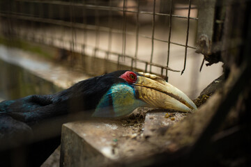 Great Hornbill Resting Inside Aviary Enclosure, Large Tropical Forest Bird with Colorful Casque and Massive Curved Beak, Exotic Wildlife Photography, Avian Conservation, Nature Habitat © Oyex