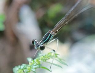 Vibrant Damselfly Perched on Green Leaves © Moloy