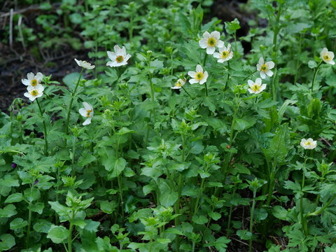 American Globeflower (Trollius albiflorus) Blooming in a Colorado Rocky Mountain Forest