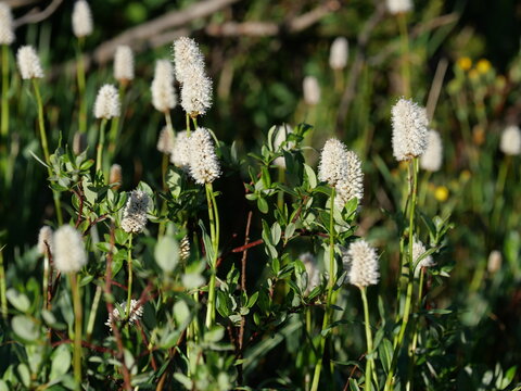 American Bistort (Bistorta bistortoides) Wildflowers Blooming in the Colorado Rocky Mountains
