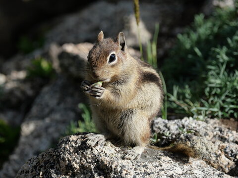 Wild Chipmunk (Neotamias sp.) Eating a Plant in the Colorado Rocky Mountains