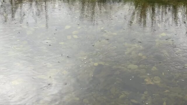 Background of nature looking into  clear water a fresh running stream with pebbles a trout and salmon river UK 4K