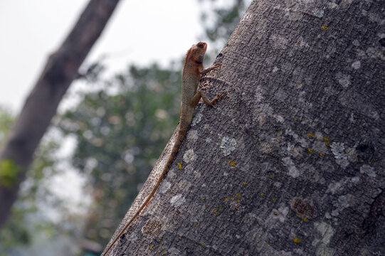 Oriental garden lizard or Calotes versicolor perched vertically on a rough tree bark with a blurred green and sky background.