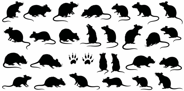 Rat Silhouette Vector Collection