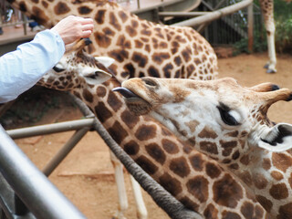 Visitors Feeding Giraffes from Elevated Wooden Platform at Giraffe Centre Nairobi © Tracy