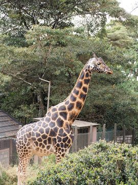 Rothschild's Giraffe Subspecies in Natural Habitat
