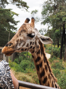 Rothschild's Giraffe Hand Fed at Giraffe Centre