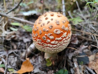 fly agaric mushroom in forest © Oleksandr