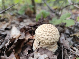 mushrooms in the forest © Oleksandr