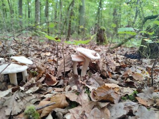 mushrooms in the forest © Oleksandr