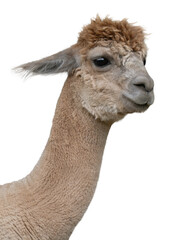 Obraz premium Portrait of an alpaca on a white background.