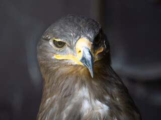 Fototapeta premium Close-up portrait of a steppe eagle with dark background.