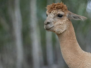 Fototapeta premium Portrait of an alpaca against a blurred forest background.