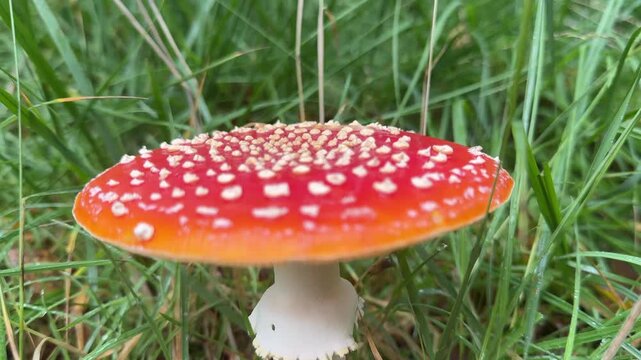 Fly agaric mushroom in woodland fungi and toad stools poisonous  red UK 4K
