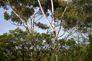 eucalyptus trees in rural australian landscape © Veronica