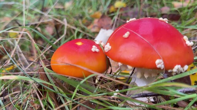 Fly agaric mushroom in woodland fungi and toad stools poisonous  red UK 4K