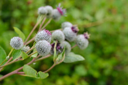 Close-up of woolly burdock burs with purple flowers on a blurry green background. Branch of wild burdock plant with prickly seed heads. Wild meadow flora during a daytime.