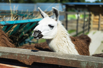 White Llama Portrait at a Zoo with Wooden Fence © Андрій Папайло