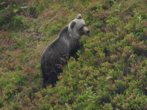 Bear in Polish Tatras