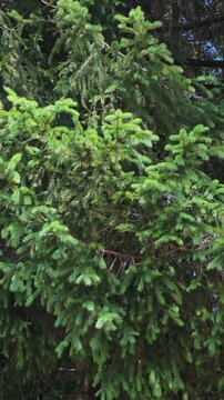 Beautiful Pines with Green Leaves and Dense Foliage