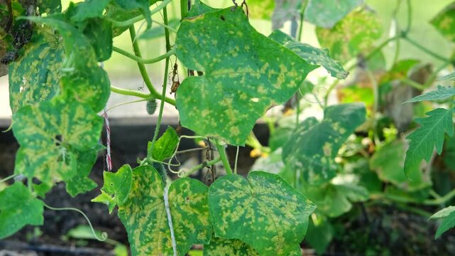 Diseased cucumber leaf affected by tobacco mosaic virus or other fungal infections. Peronosporaceae, Erysiphales, Sclerotinia sclerotiorum, Botrytis, Sclerotinia, Apiognomonia errabunda, Phytophthora