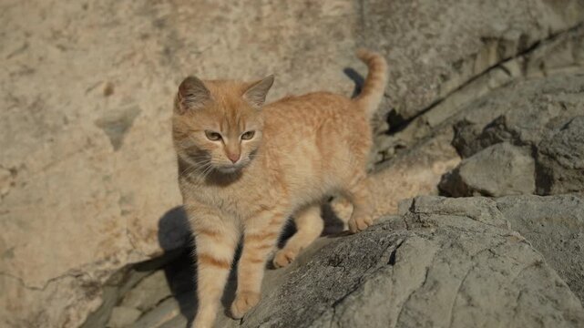 Cat ginger meowing standing on rocky terrain during a sunny day outdoors in nature