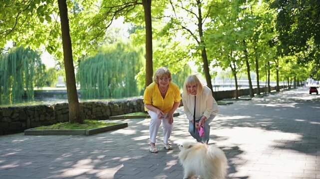 Two elderly women bend down to engage with a small white dog during a walk in a park, surrounded by lush green trees and a paved path