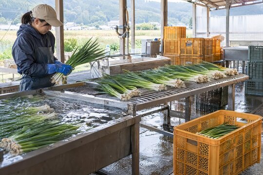 Harvested green onions draining on racks before shipment
