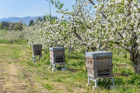Beehives set along a Japanese orchard for pollination