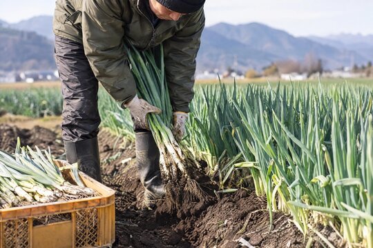 Japanese farmer pulling green onions from a raised field row