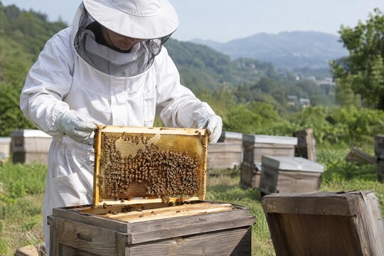 Beekeeper inspecting a honeycomb frame at a rural Japanese apiary