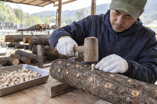 Shiitake grower inserting spawn into a hardwood log
