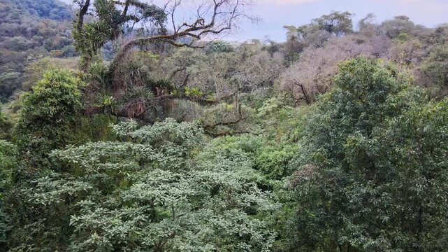 Dense Yungas cloud forest fills the frame with layered tree canopy and vines on the eastern slope of the Andes in northwest Argentina, useful as nature or climate change b-roll.