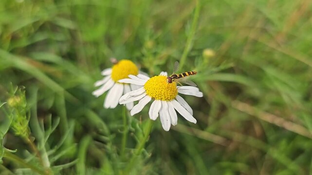 Small hoverfly collecting nectar from a white chamomile flower in a vibrant green meadow