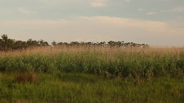 tall reeds at sunset, Stanford, South Africa