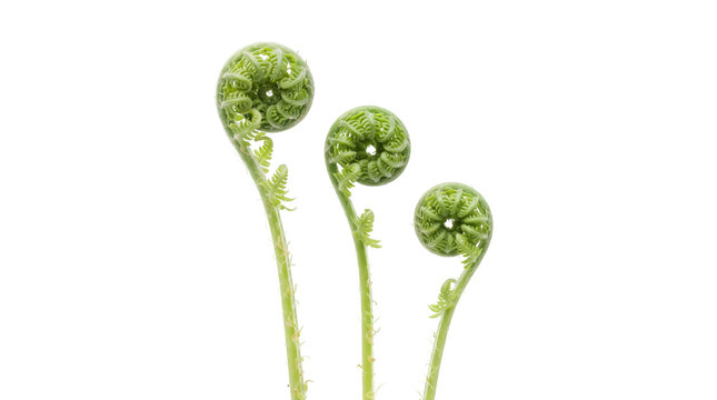 Three young fern fiddleheads unfurling in vertical orientation as transparent cutout