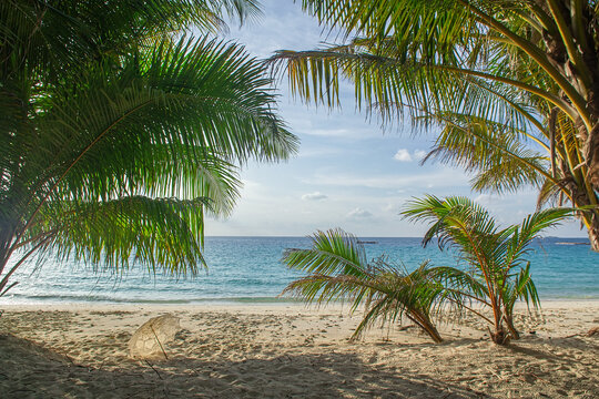 Maldives, Tropical beach view framed by coconut palm trees.