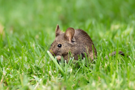 Kleine Haselmaus klettert geschickt durch das dichte Geb&uuml;sch auf Futtersuche