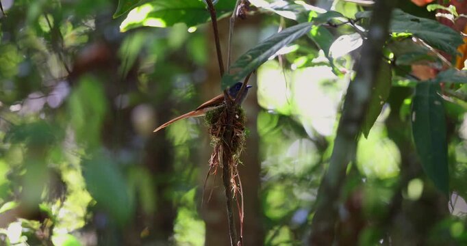 The delicate nest, woven with natural fibers, provides a safe haven for the Asian Paradise Flycatcher in Sabah, Malaysia