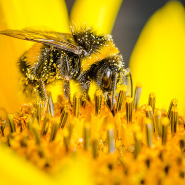 macroshot of bee on yellow sunflower collecting pollen