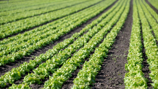 Fresh green lettuce in rows in a field with rich black soil.
