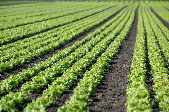 Fresh green lettuce in rows in a field with rich black soil.
