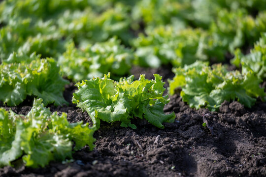 Close up of fresh green lettuce in rows in a field with rich black soil.