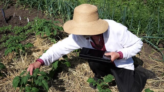 Senior ukrainian man in straw hat using digital tablet on summer garden. Elder male wearing in traditional vyshyvanka monitoring harvest on land. Connection between traditional and modern life