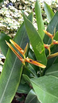 Vertical shot of orange Heliconia psittacorum flower in tropical garden