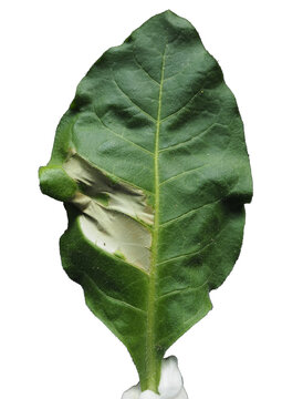 Tobacco Leaf Showing Hypersensitive Reaction Symptom